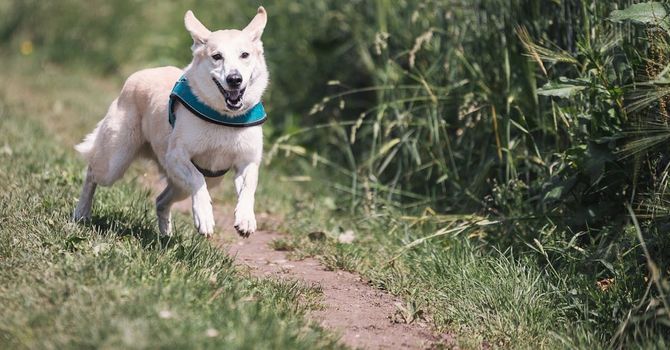 A dog wearing a blue collar is running down a dirt path.
