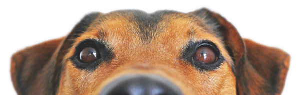 A close up of a brown dog 's face on a white background.