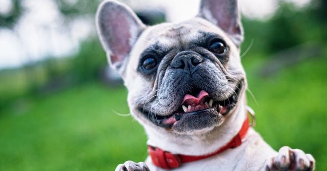 A close up of a french bulldog wearing a red collar.
