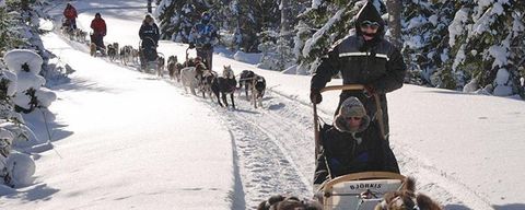 Aktiviteter - Hundespann Sjumilskogen booking Trysil
