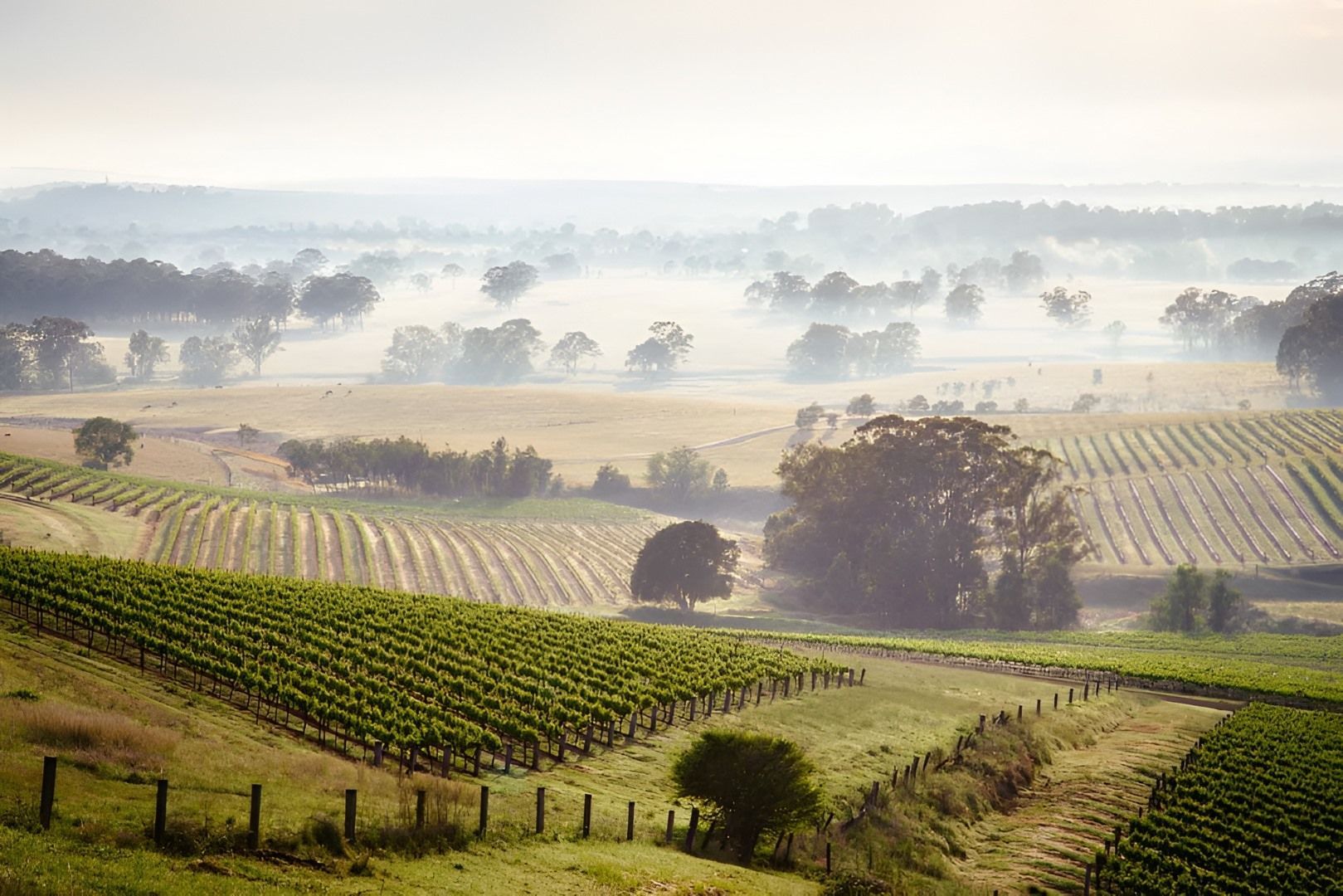 Vineyard in a Valley With Hazy Morning Fog, and Distant Trees — Tempshift Pool Heating in Hunter Valley, NSW