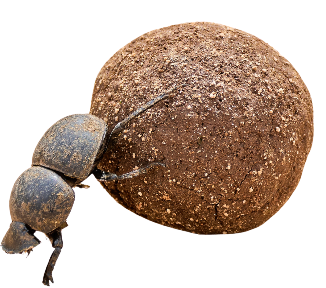 eastpaq - onafhankelijk softwareadvies