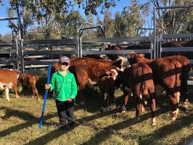 2022  Hudson processing calves