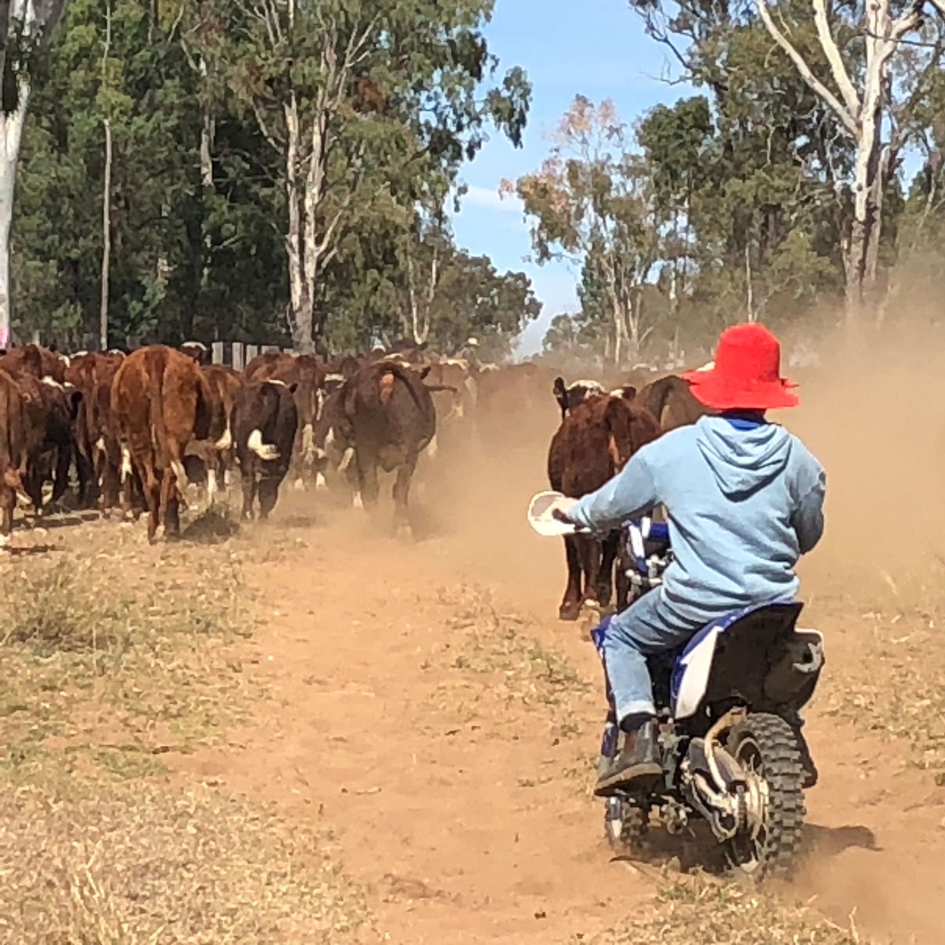 2023 Branding - Will Tailing Cattle