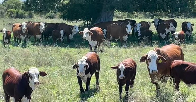 2023 Cows & Calves at The Hut