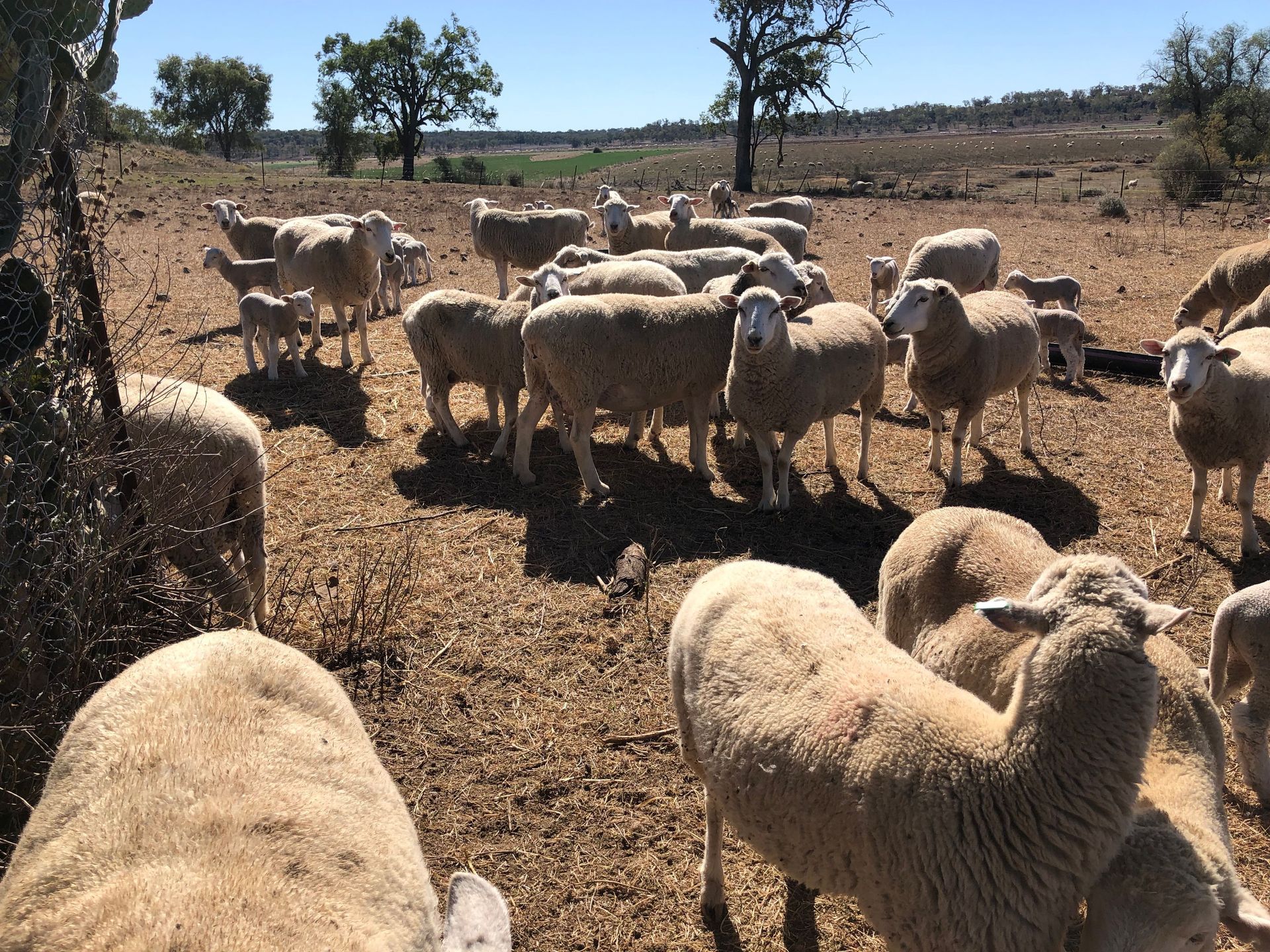 2023 Ewes Lambing Down at Strathgyle