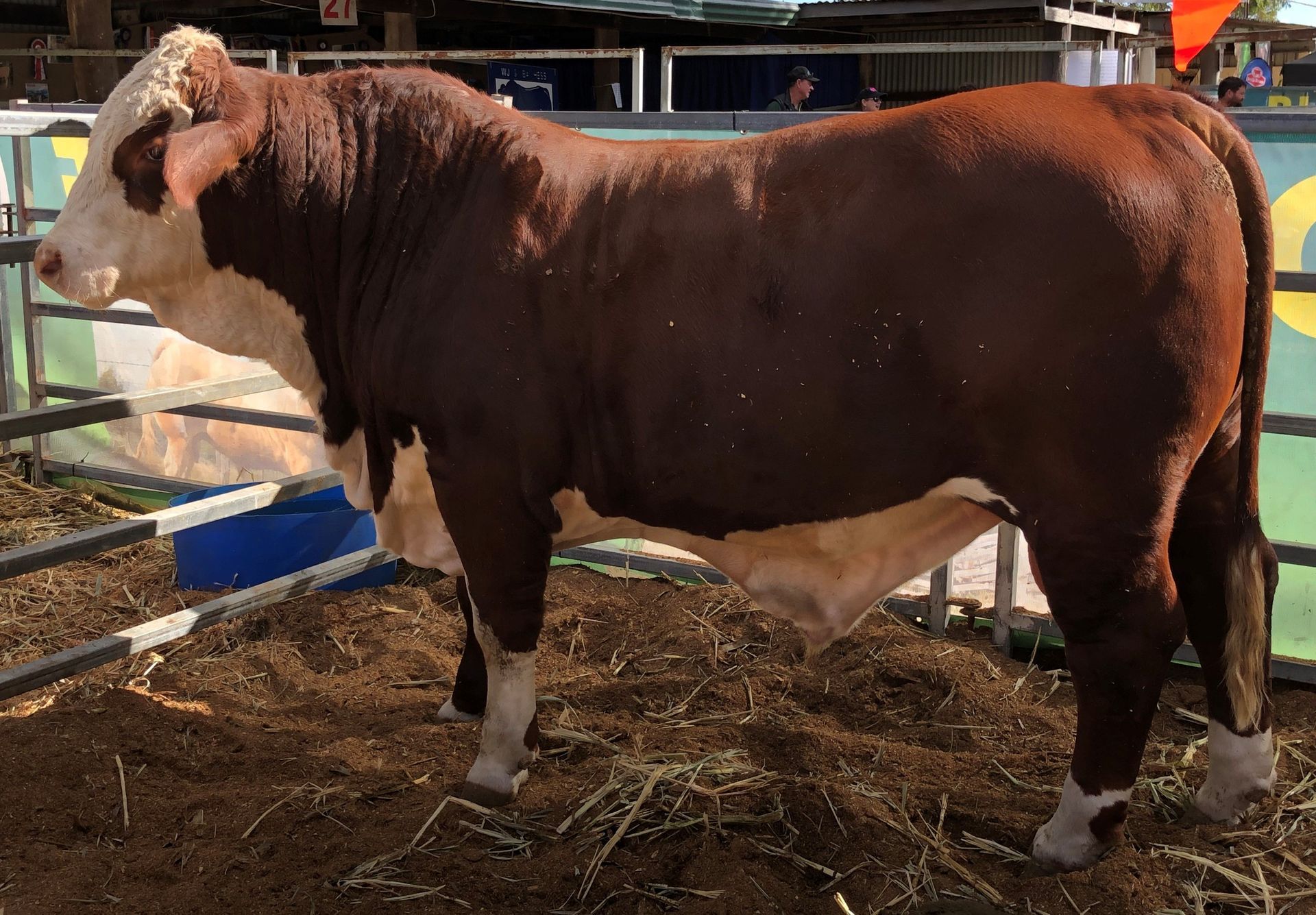 2023 Farmfest - Junior Bull on Stand