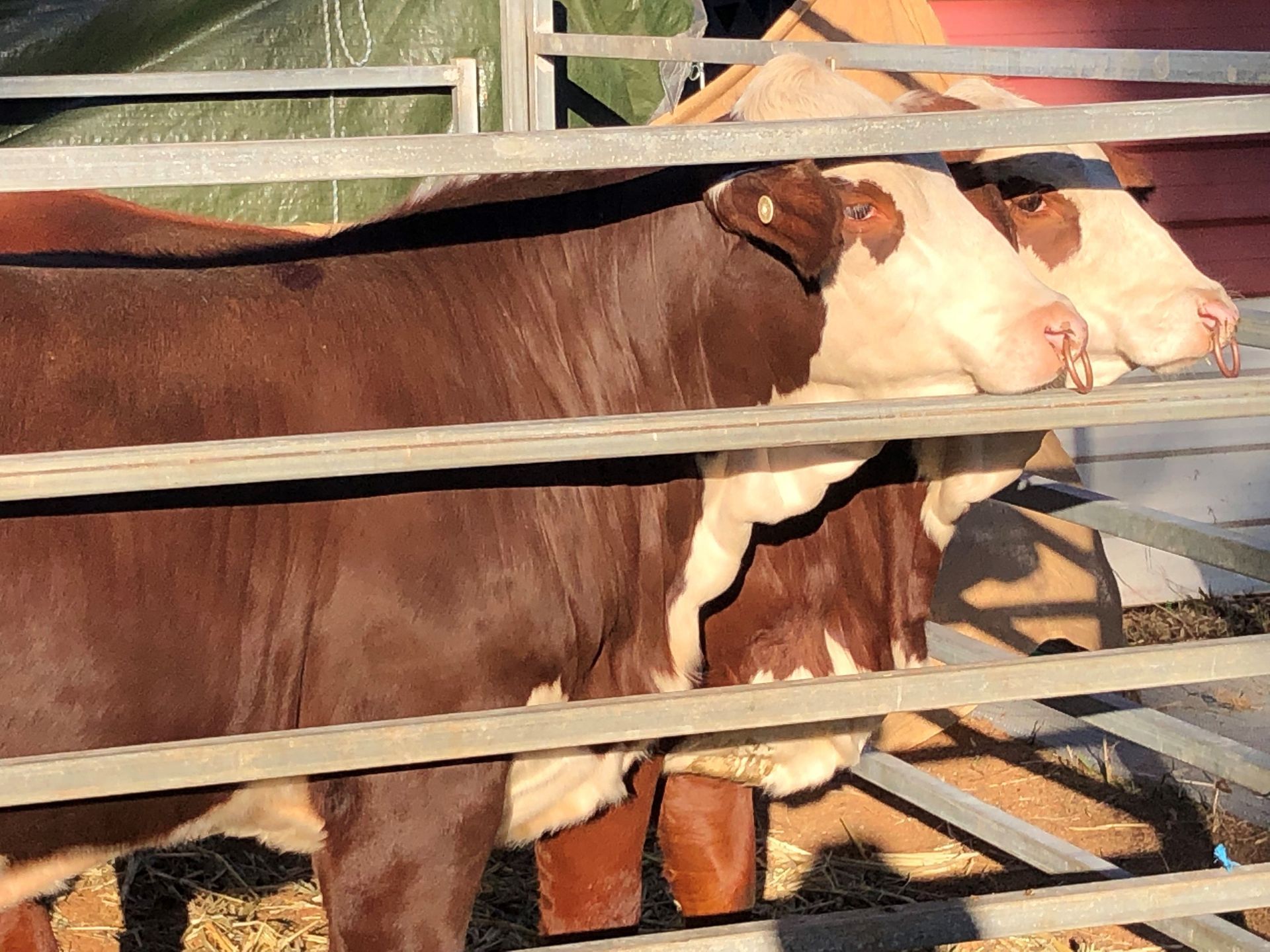 2023 Farmfest - Junior Show Heifers on Stand