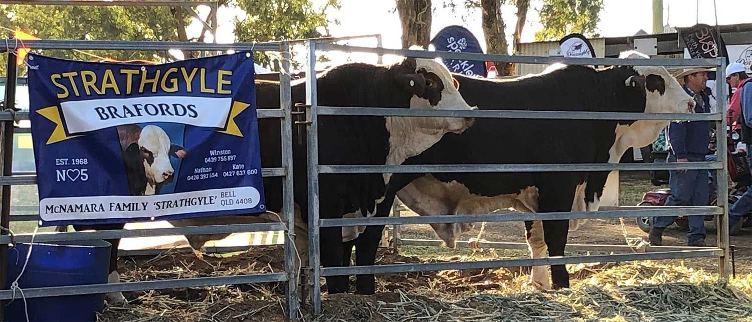 2023 Farmfest Junior Bulls