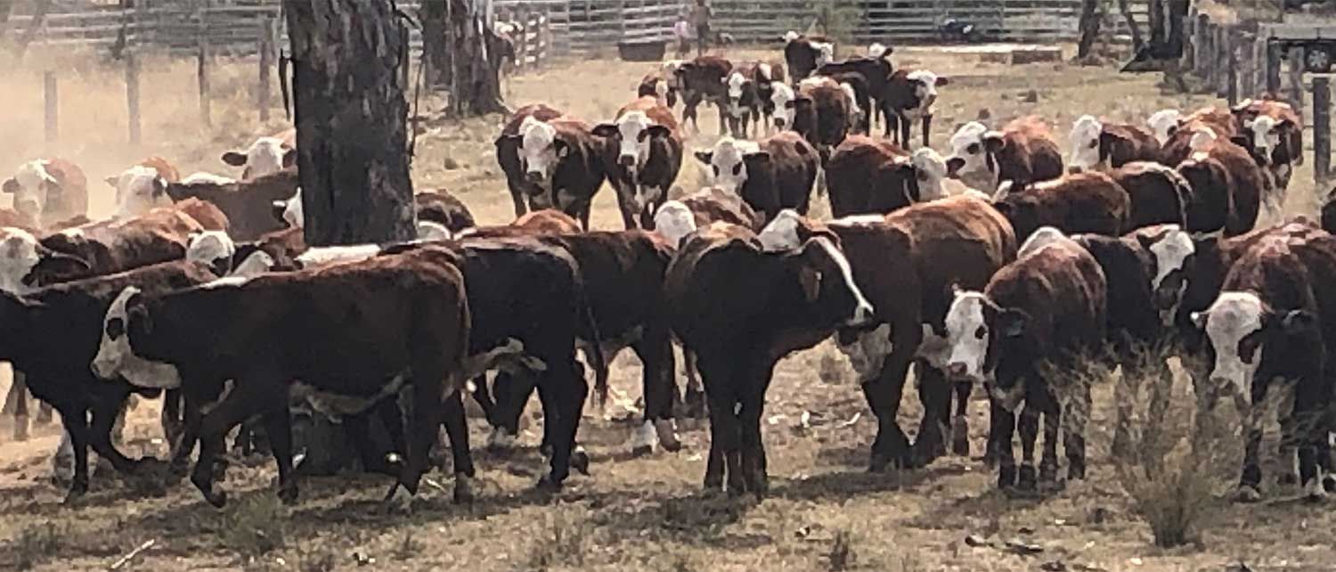 2023 Weaners at Annecy