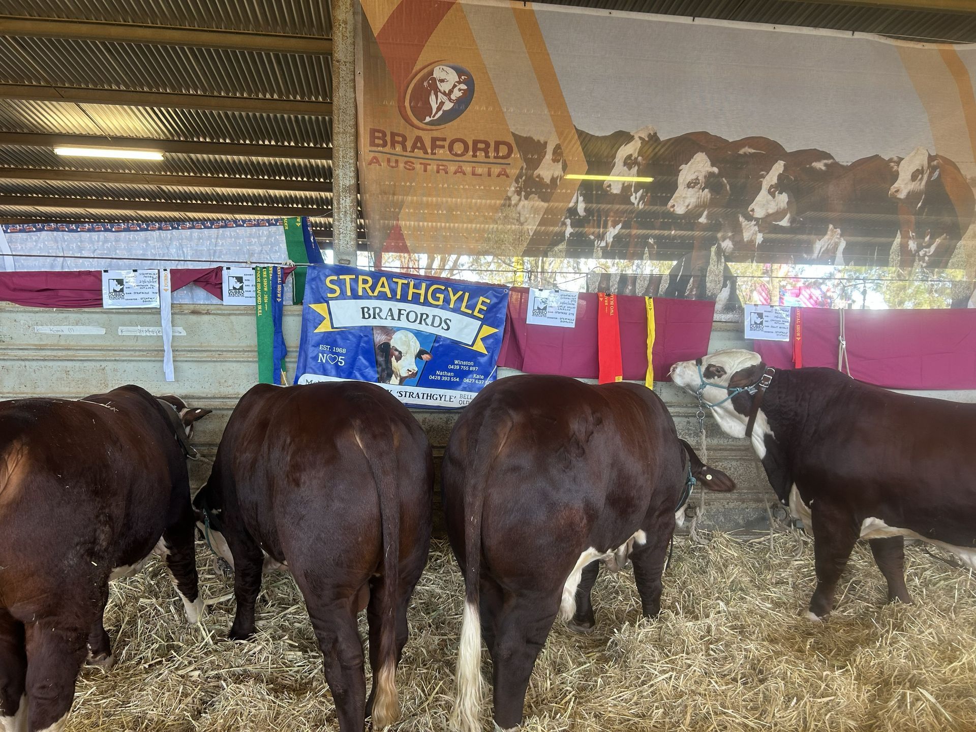 Strathgyle Brafords
