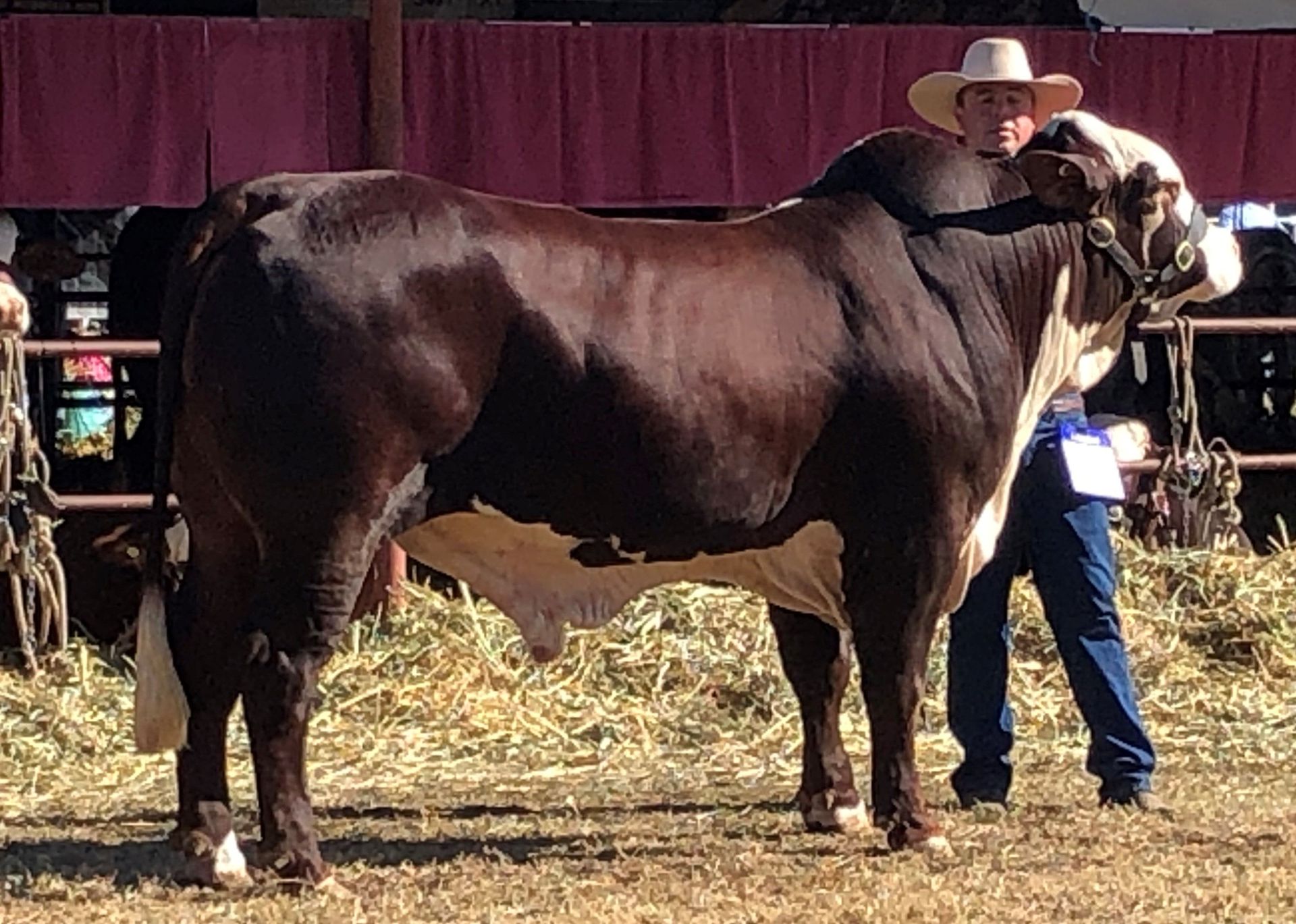 Warialda Feature Show 2023 Nathan Strathgyle Republic