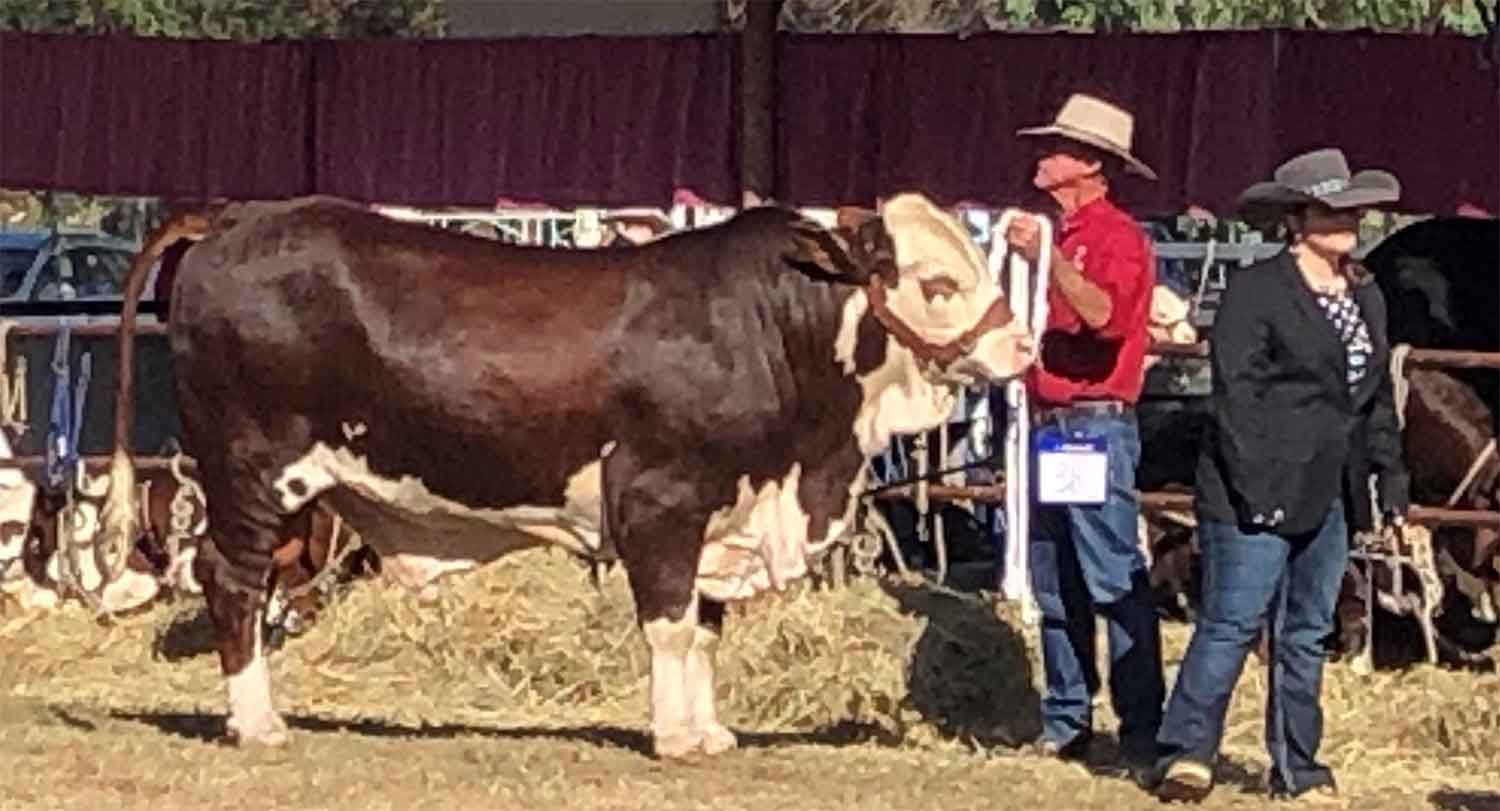 Warialda Feature Show 2023 Winston Strathgley Salvador