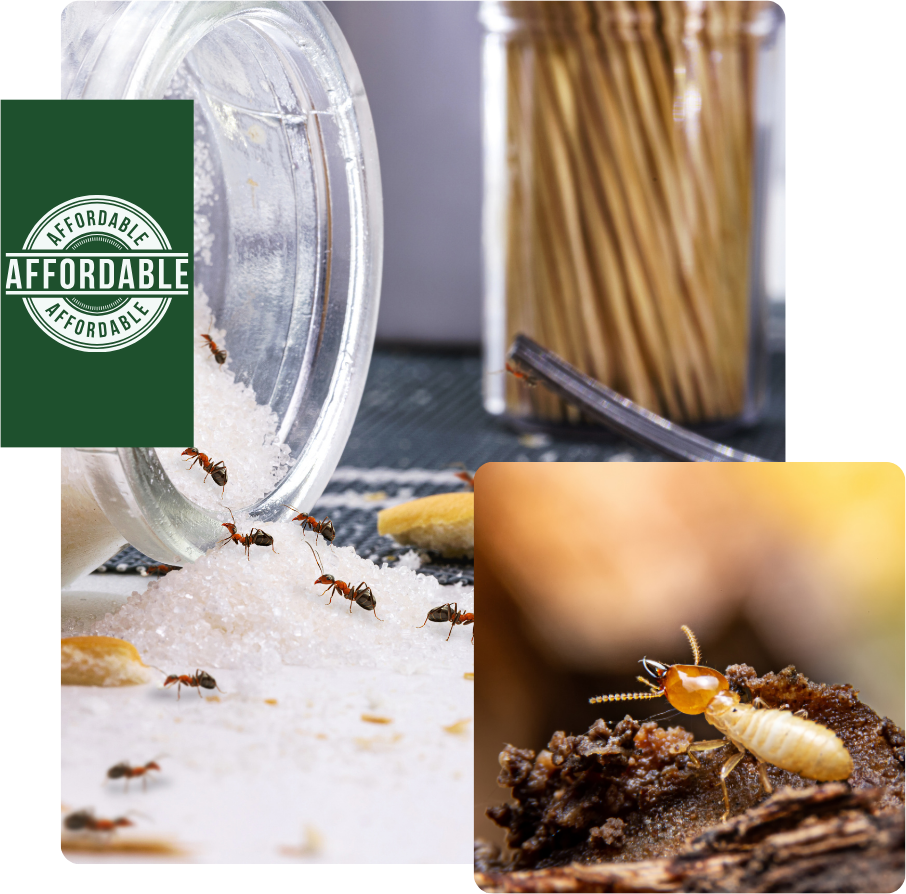 Ants and termite near sugar, jar, and toothpicks with an 