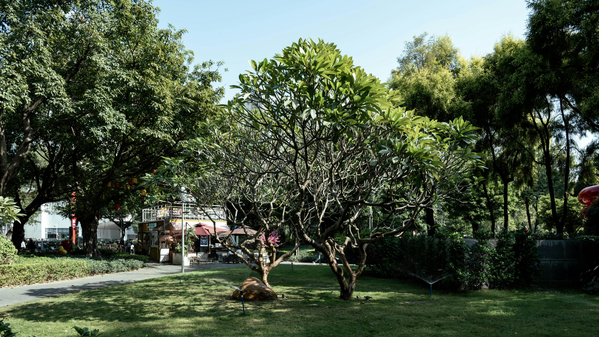 Trees in a park with sunlight. Buildings visible in the background. Green grass and foliage.