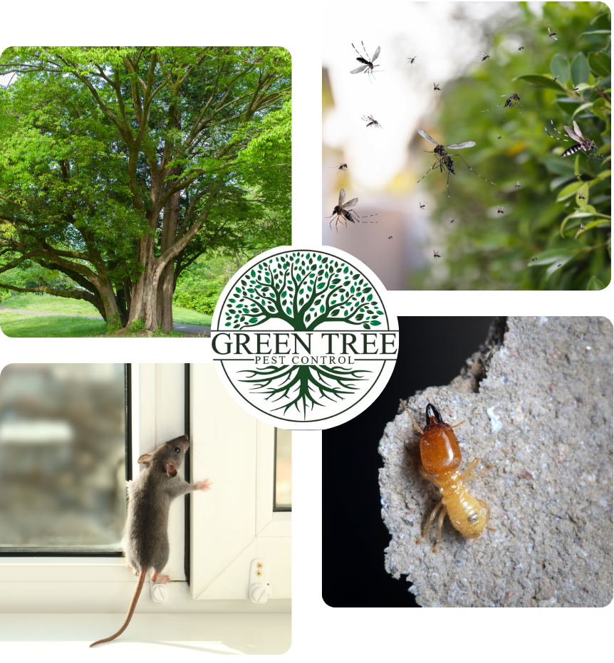 Pest control collage: tree, flying insects, mouse on a windowsill, termite on cement, Green Tree logo.