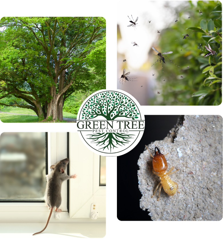 Pest control collage: tree, flying insects, mouse on a windowsill, termite on cement, Green Tree logo.