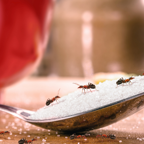 Ants swarming a spoonful of white sugar crystals, with a red object in the blurred background.