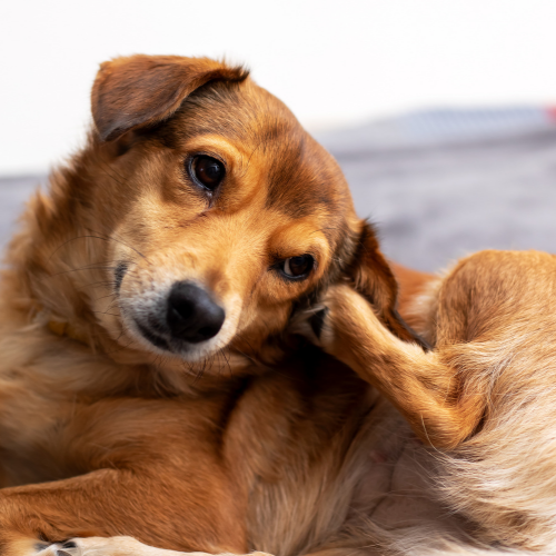 Brown dog scratching its ear, lying down, with a concerned expression.