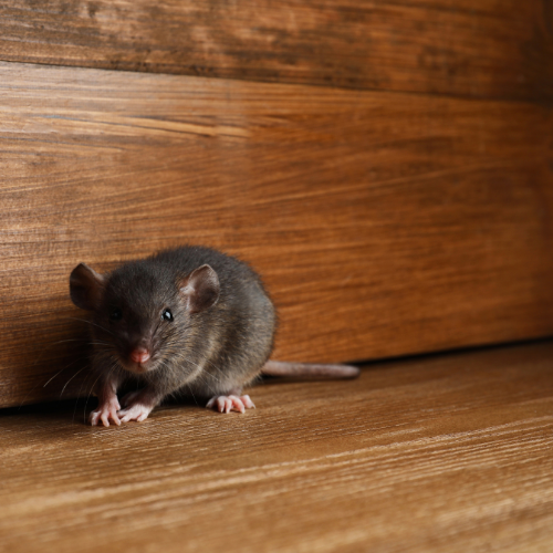 A small, dark gray rat with pink paws and a long tail on a wooden floor, near a wooden wall.