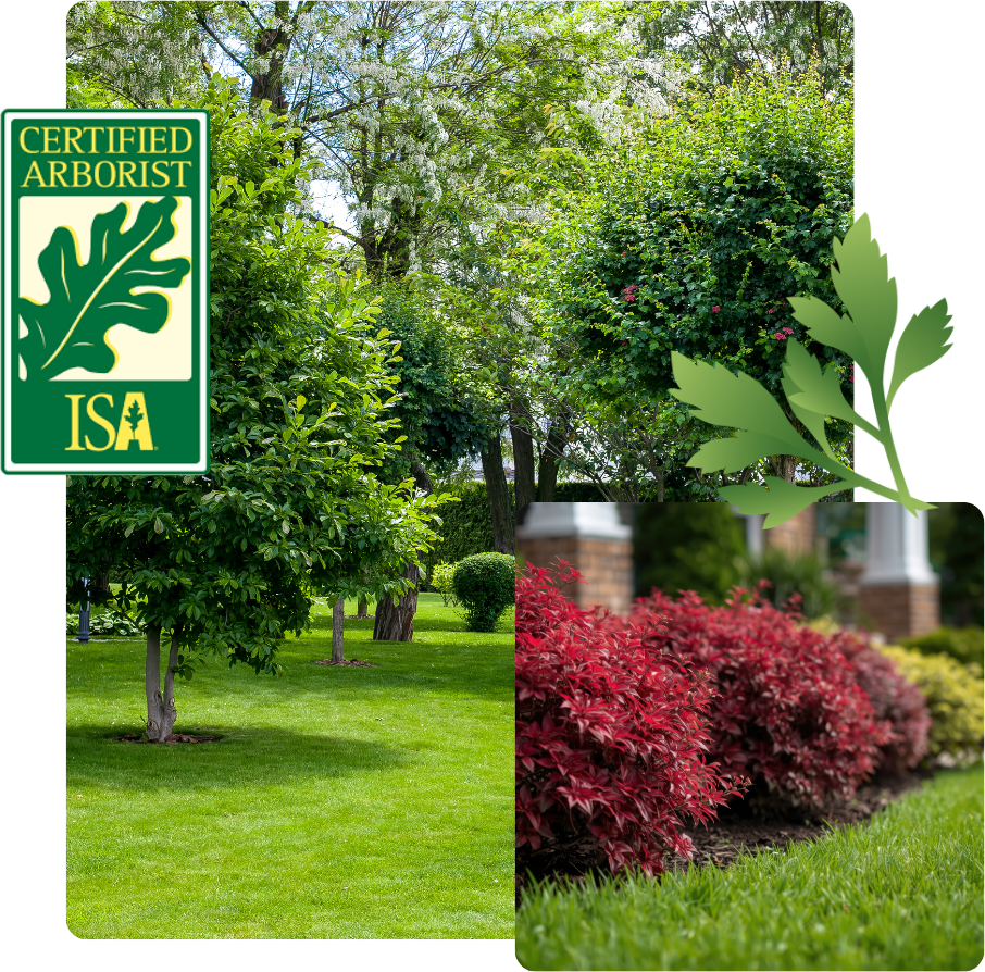 Landscaped yard with Certified Arborist logo and colorful plants.