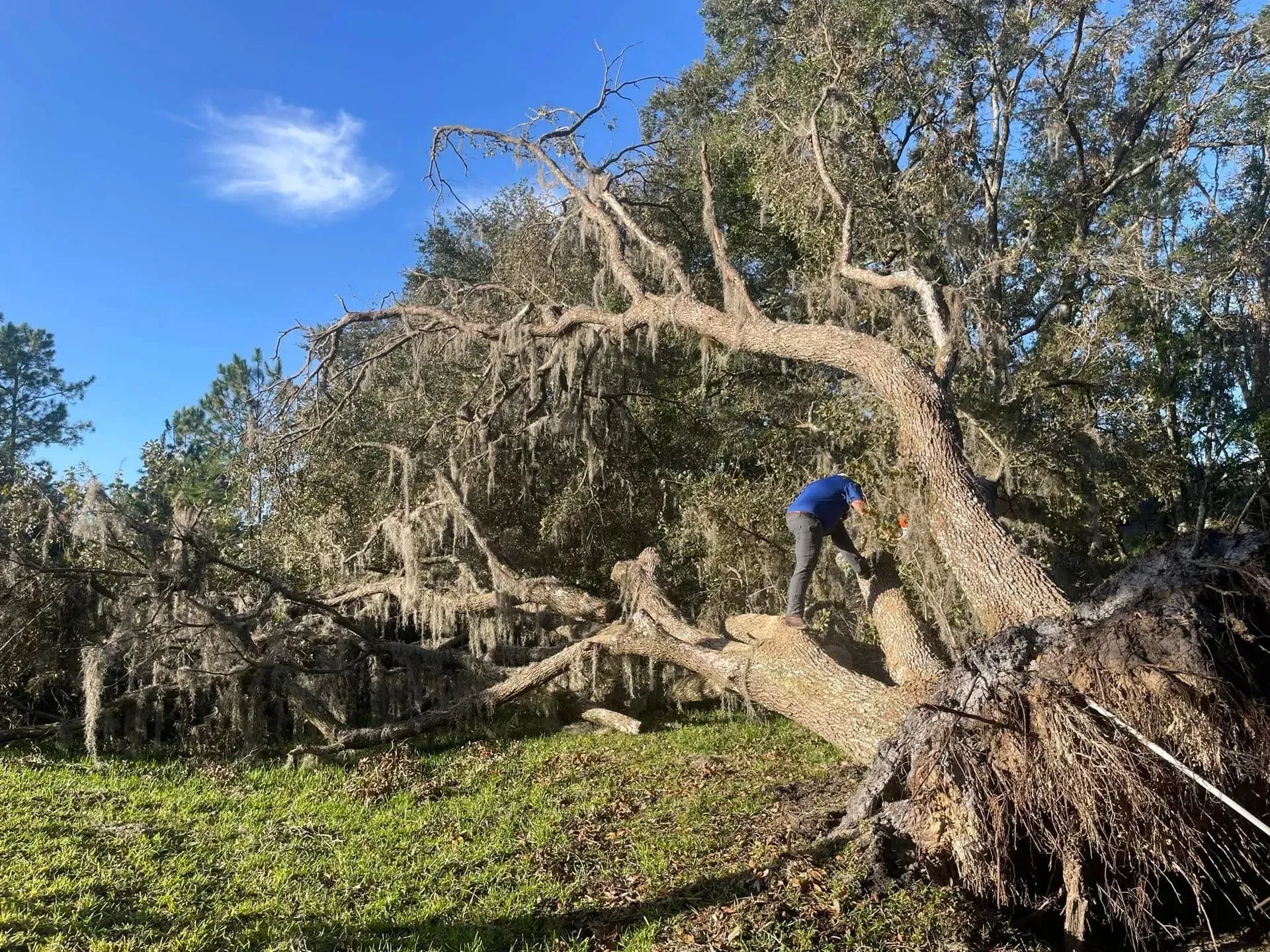 Tree Removal in Jacksonville, FL