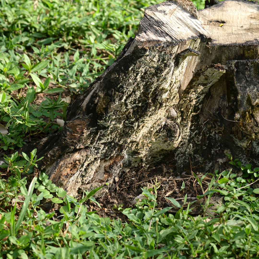 tree-service-buckeye-arizona