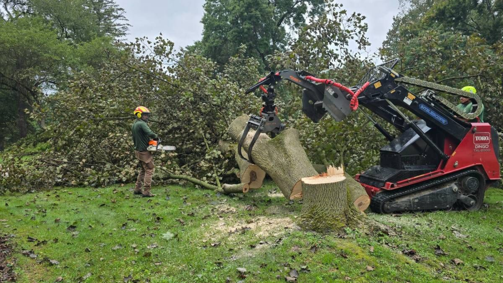 tree-service-buckeye-arizona