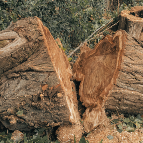 tree-service-buckeye-arizona