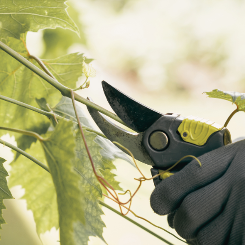 tree-service-buckeye-arizona