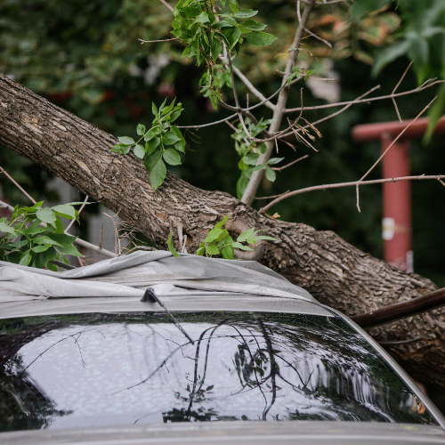 tree-service-buckeye-arizona