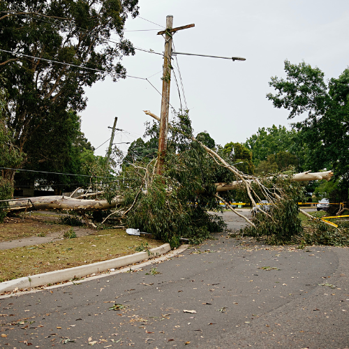tree-service-buckeye-arizona