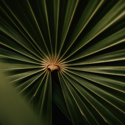 tree-service-buckeye-arizona