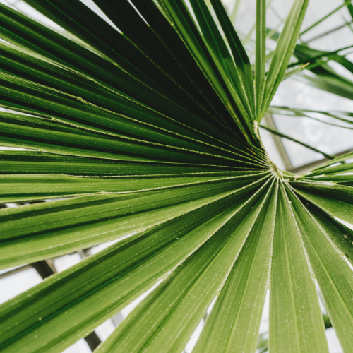 tree-service-buckeye-arizona