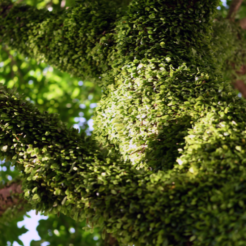 tree-service-buckeye-arizona