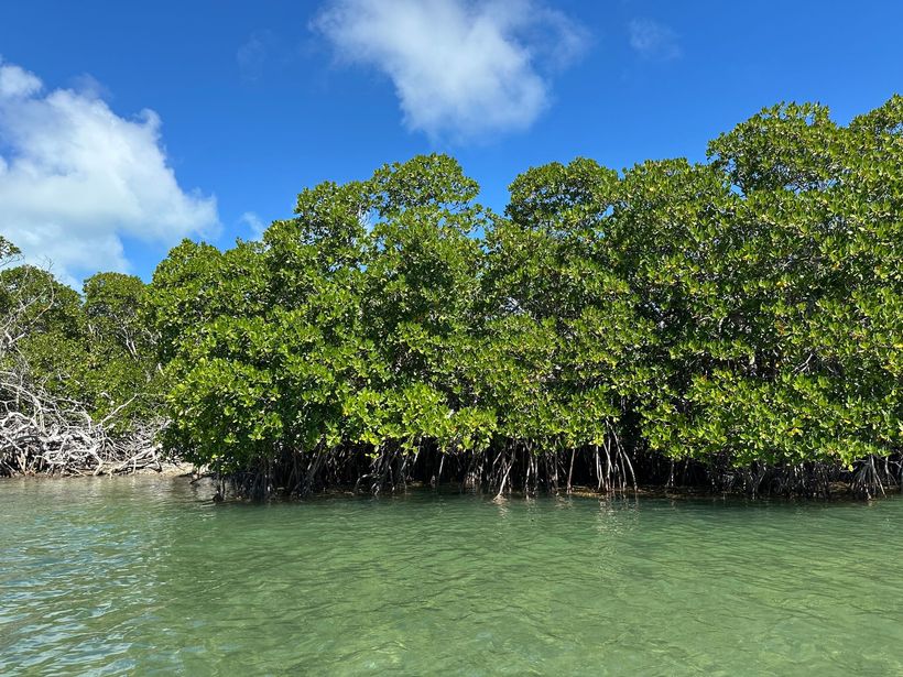 Clear waters at the edge of a mangrove forest