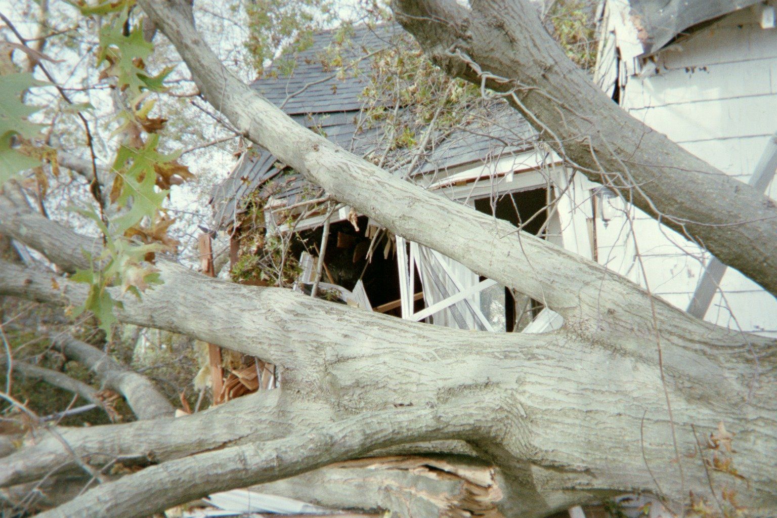 damage to building from a tree