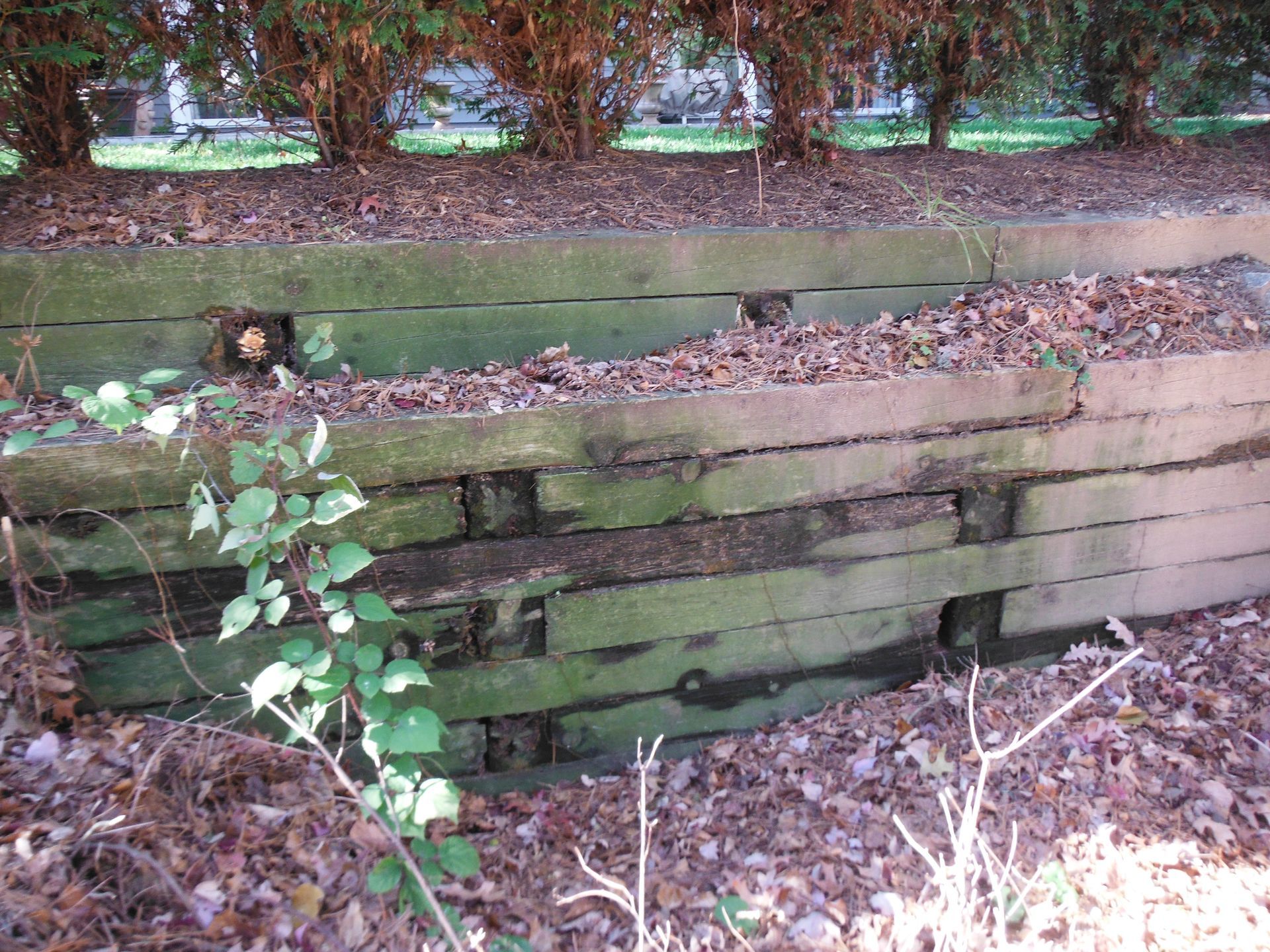 Deteriorated timber retaining wall