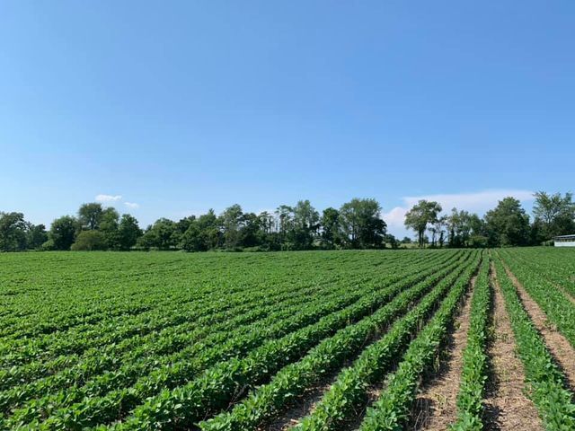 Rows of green plants are growing in a field on a sunny day - Campbellsburg, IN | Twisted Electric LLC 