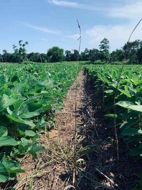 Row of green plants growing in a field on a sunny day - Campbellsburg, IN | Twisted Electric LLC 