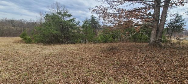 Lots of leaves on the ground in the middle of forest - Campbellsburg, IN | Twisted Electric LLC 