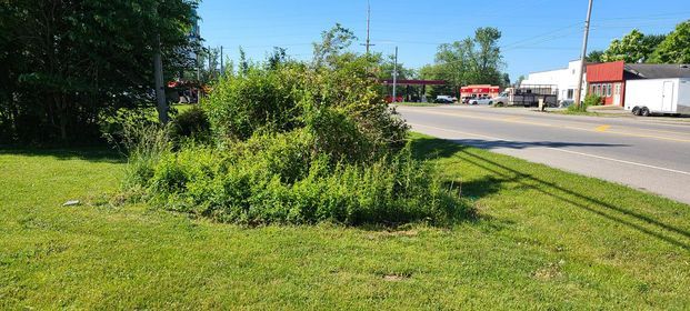 Bush beside road - Campbellsburg, IN | Twisted Electric LLC 