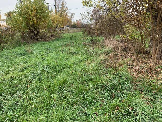 Field of tall grass surrounded by trees and bushes - Campbellsburg, IN | Twisted Electric LLC 