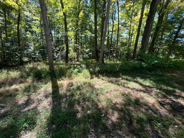 Lush green forest with trees and grass on a sunny day - Campbellsburg, IN | Twisted Electric LLC 