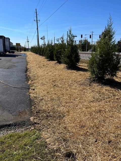 Row of christmas trees lined up next to a road - Campbellsburg, IN | Twisted Electric LLC 