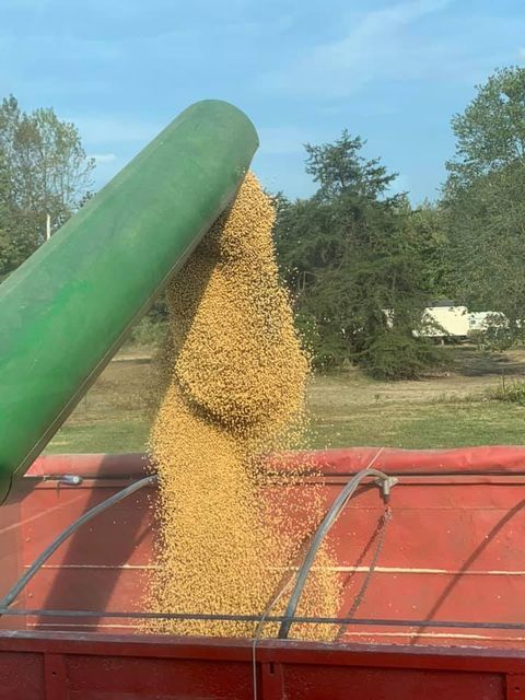 Combine harvester pouring wheat into a trailer - Campbellsburg, IN | Twisted Electric LLC 
