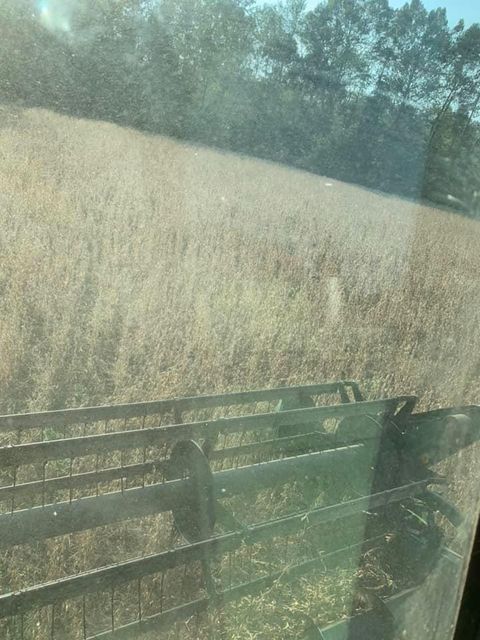 View of a field through a window from a combine harvester - Campbellsburg, IN | Twisted Electric LLC 