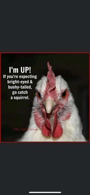 Chicken meme - Campbellsburg, IN | Twisted Electric LLC 