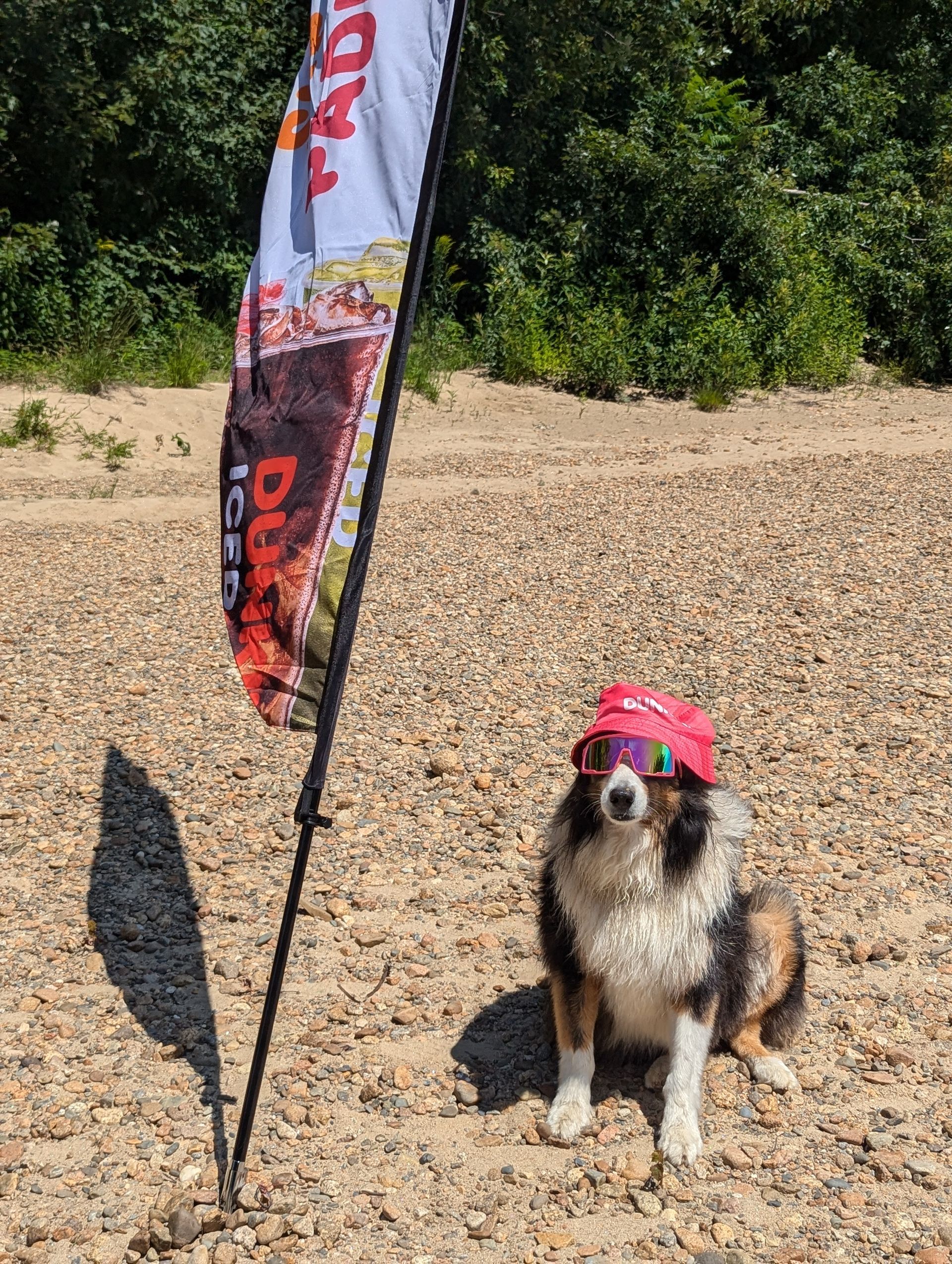 A dog wearing sunglasses and a hat is sitting on the ground next to a flag.