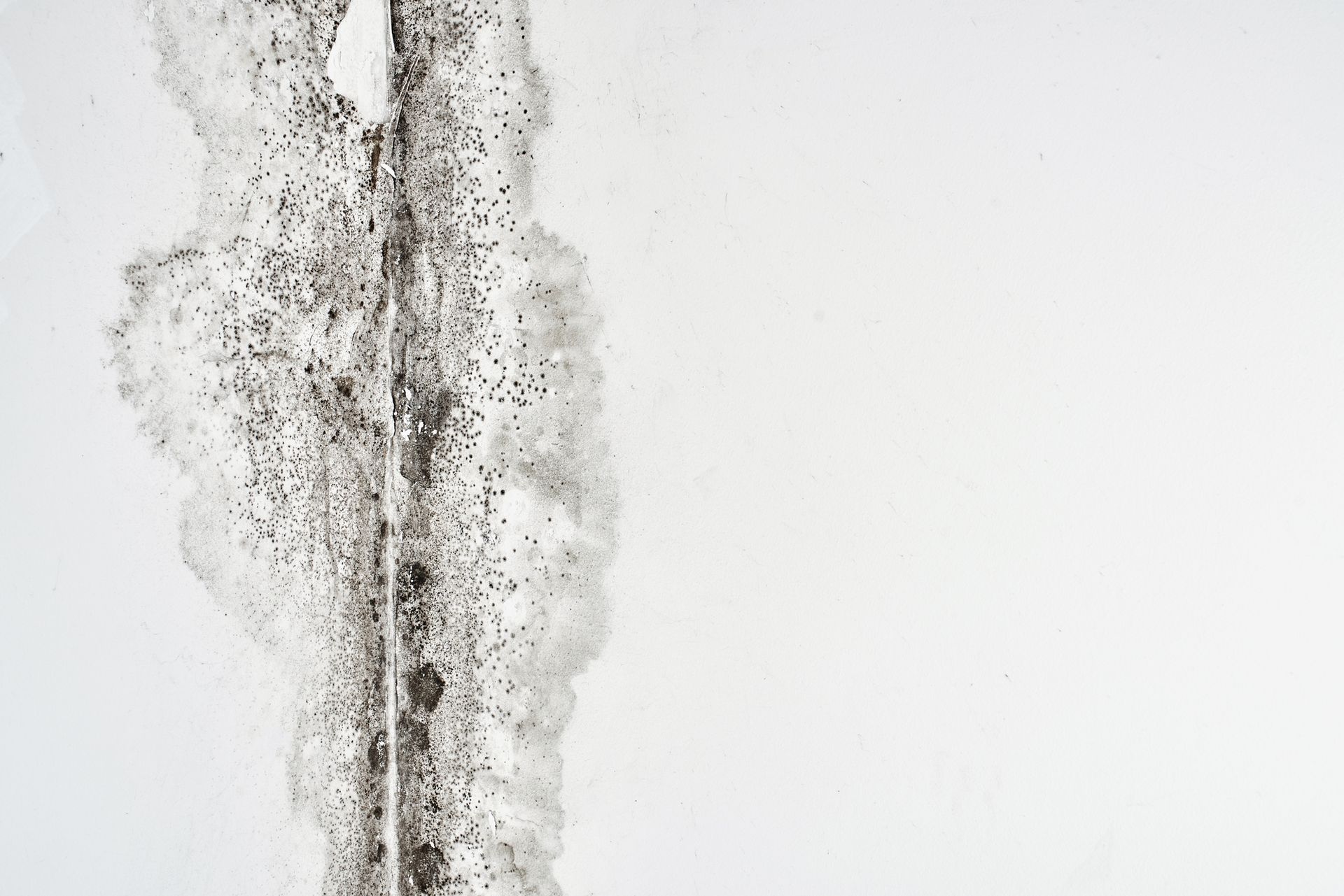 Mold Remediation in Seattle, WA